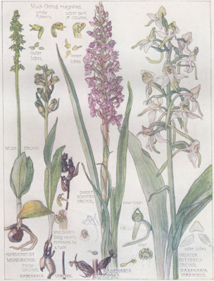 Musk Orchid, Sweet-scented Orchid, Greater Butterfly Orchid, Frog Orchid